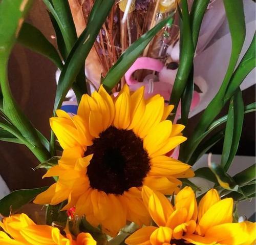 向日葵花的寓意和花语是什么？如何解读向日葵的象征意义？