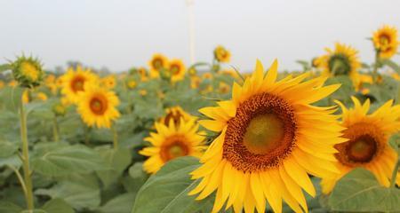 向日葵花语代表什么？向日葵的花语有哪些含义？