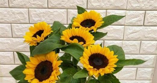 向日葵花语是什么？向日葵寓意有哪些常见误解？