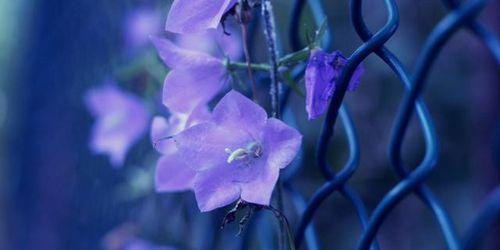 象征光明和黑暗并存的花有哪些？它们各自代表什么含义？