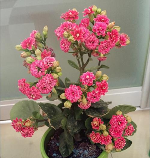 象征幸运的花有哪些？它们各自代表什么含义？