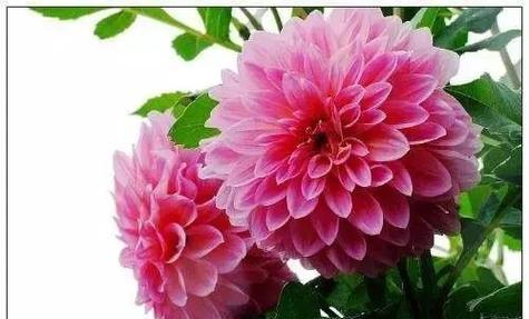象征友谊的花朵有哪些？它们各自代表什么含义？