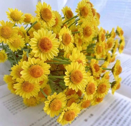 小雏菊代表什么？小雏菊的花语和象征意义是什么？