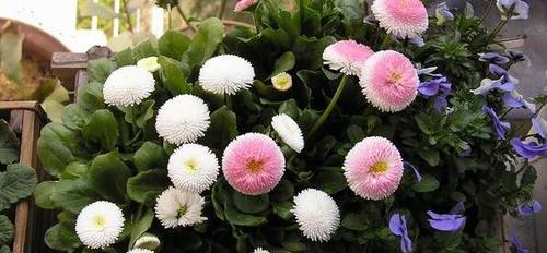 小雏菊代表什么？小雏菊的花语和象征意义是什么？