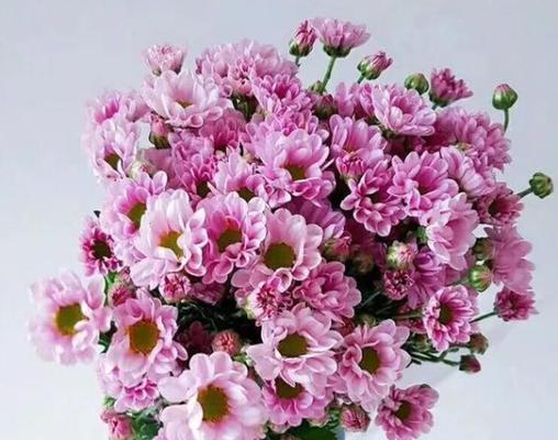 小邹菊的花语是什么？了解小邹菊的含义和象征意义？