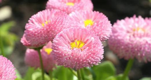 小邹菊的花语是什么？了解小邹菊的含义和象征意义？