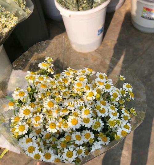 小邹菊花语代表什么含义？关于小邹菊花的传说有哪些？