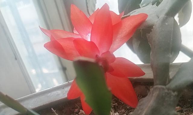 蟹爪兰花语代表什么含义？如何正确解读蟹爪兰的花语？