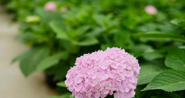 绣球花的花语是什么？如何用绣球花表达情感？