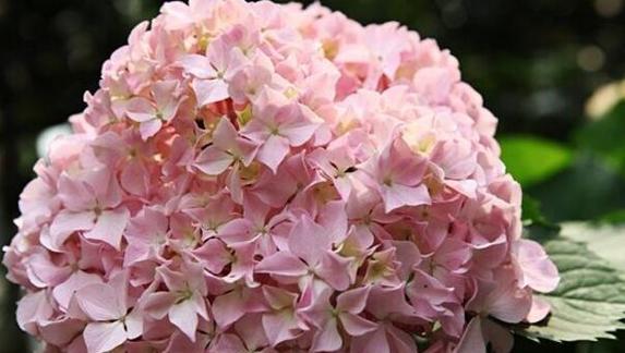 绣球花的花语是什么？如何用绣球花表达情感？