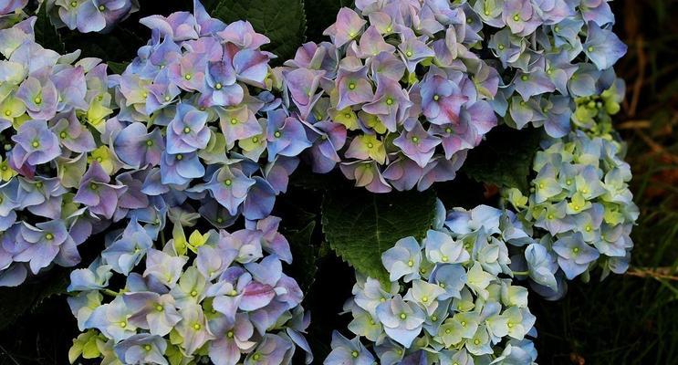绣球花语代表什么？绣球花的含义有哪些常见疑问解答？