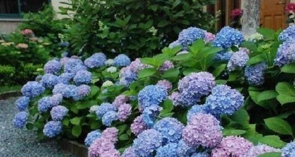 绣球花的寓意是什么？如何正确理解绣球花的花语？