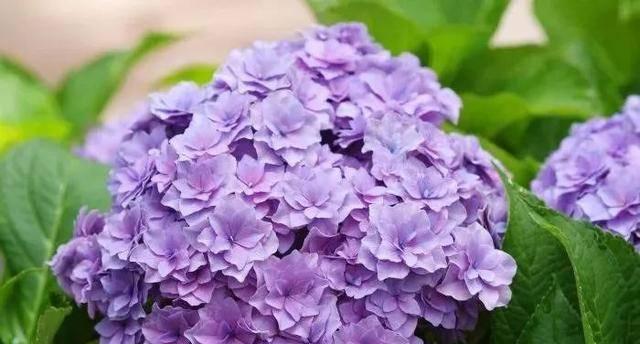 绣球花的寓意是什么？如何正确理解绣球花的花语？