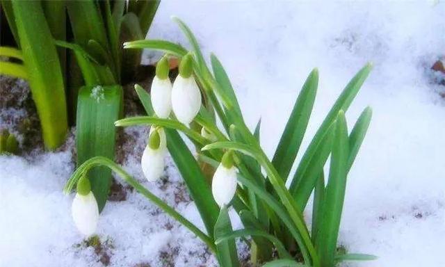 雪滴花的花语是什么？雪滴花传说背后有何深意？
