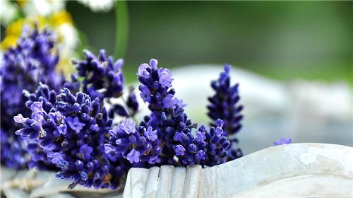 薰衣草代表什么？它的花语和寓意有哪些常见问题解答？