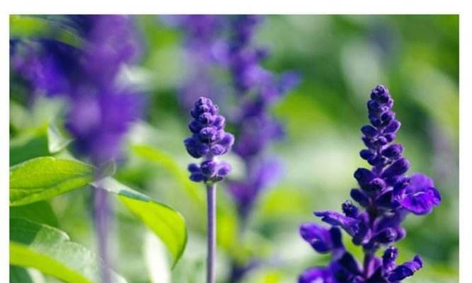 薰衣草的花语是什么？如何用在浪漫场合表达爱意？