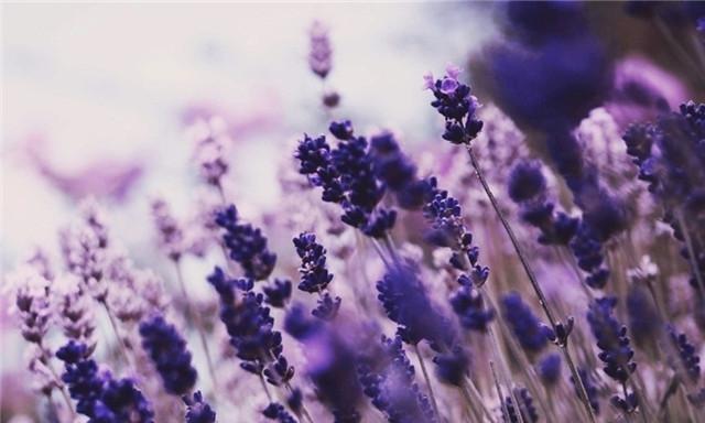 薰衣草的花语是什么？如何用它表达爱意？