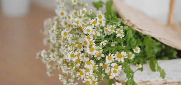 洋甘菊代表什么含义？花语有哪些独特之处？