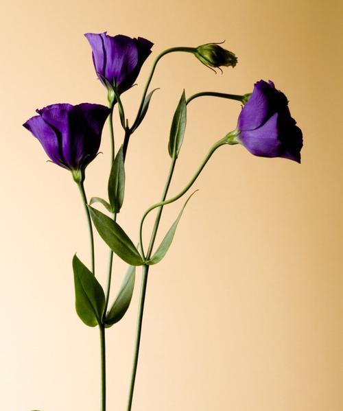 洋桔梗的花语是什么？如何表达爱意和祝福？