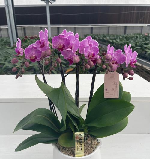 洋兰花代表什么？洋兰花的寓意和象征有哪些？