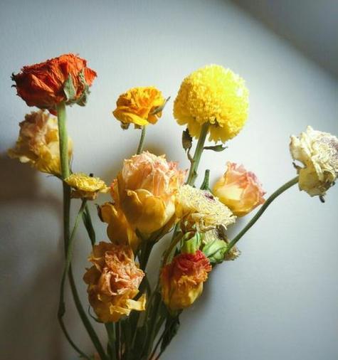 洋牡丹花语是什么？如何正确解读洋牡丹的花语含义？