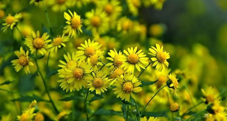 野菊花花语代表什么意思？如何正确解读野菊花的含义？