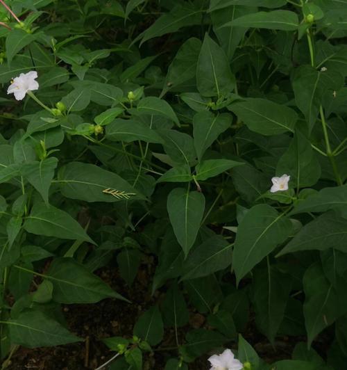 夜来香花语是什么？了解夜来香的象征意义和文化背景？