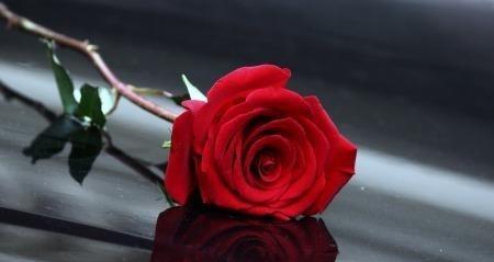 一朵红玫瑰代表什么意思？花语背后的浪漫含义是什么？