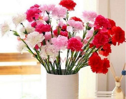 一朵康乃馨代表什么意思？花语背后的寓意是什么？