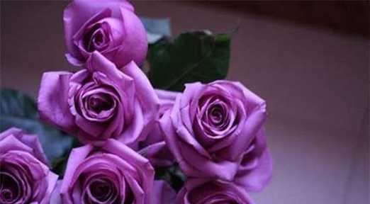 一朵玫瑰花代表什么？花语含义及送花建议是什么？