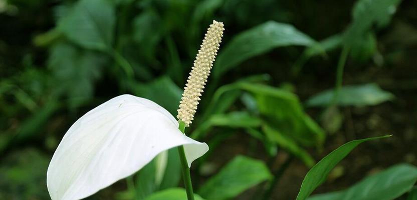 一帆风顺花代表什么？它的花语有哪些含义？