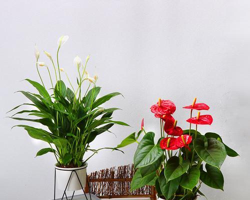 一帆风顺花代表什么？一帆风顺花的寓意有哪些？