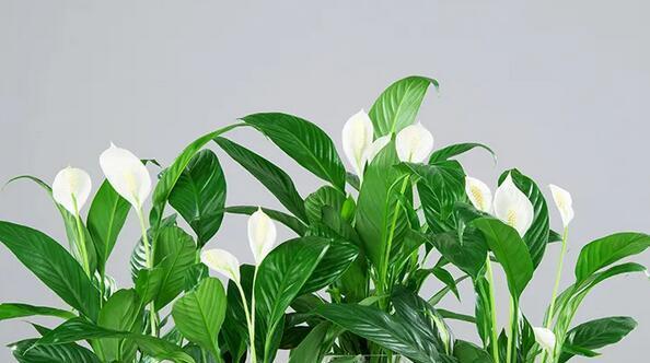 一帆风顺花代表什么？一帆风顺花的寓意有哪些？