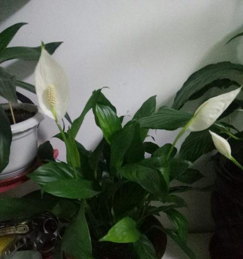 一帆风顺花代表什么？一帆风顺花的寓意有哪些？