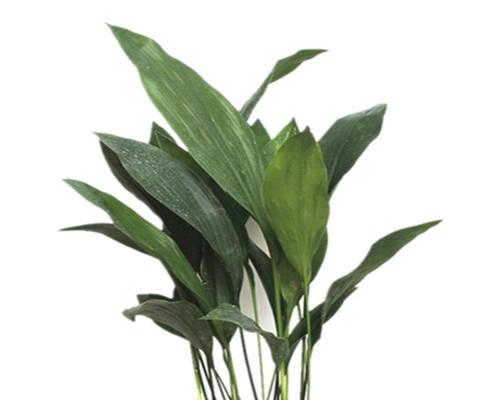 一叶兰代表什么？一叶兰的花语有哪些含义？
