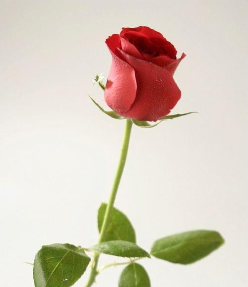 一支红玫瑰代表什么意思？花语背后的浪漫含义是什么？