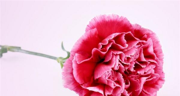 一支康乃馨代表什么意思？花语含义及选购指南？