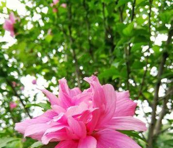 依米花象征着什么？它在文化中代表了哪些意义？