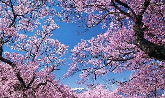 樱花代表什么花语？樱花的花语有哪些含义？
