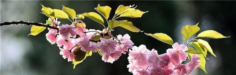 樱花代表什么花语？樱花的花语有哪些含义？