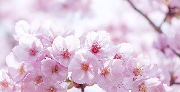 樱花的花语是什么？如何理解樱花的象征意义？