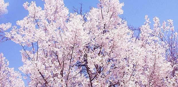樱花的花语是什么？如何理解樱花的象征意义？
