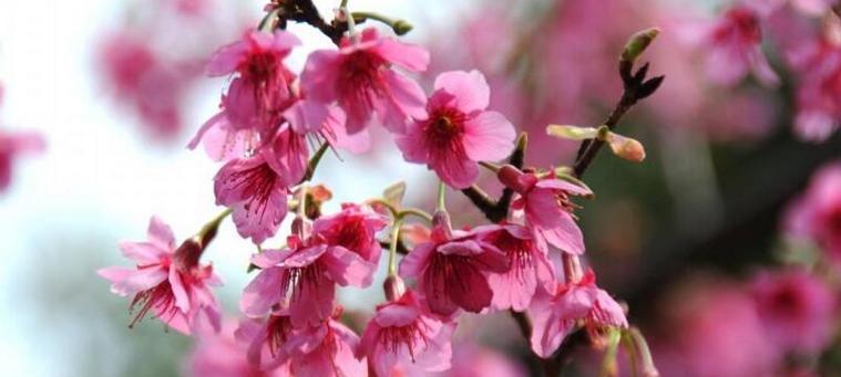 樱花的花语是什么？如何理解樱花的象征意义？