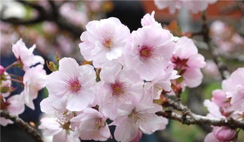 樱花的花语是什么寓意？樱花代表的含义有哪些？