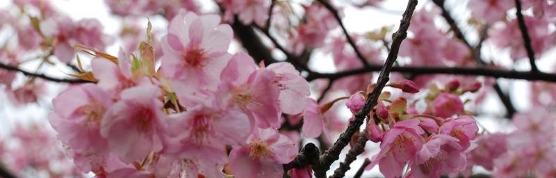 樱花的花语是什么寓意？樱花代表的含义有哪些？