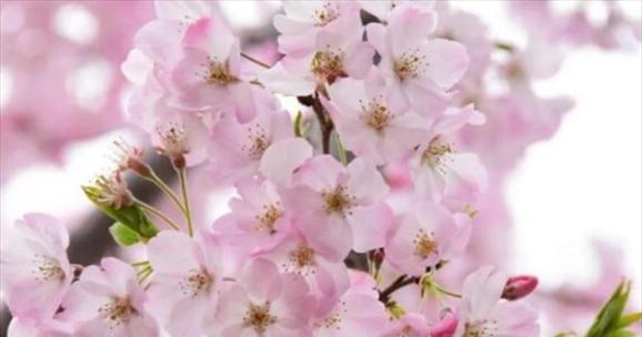 樱花的寓意是什么？樱花象征着什么含义？