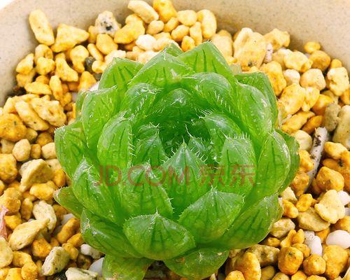 樱水晶的花语寓意是什么？如何正确理解樱水晶的含义？