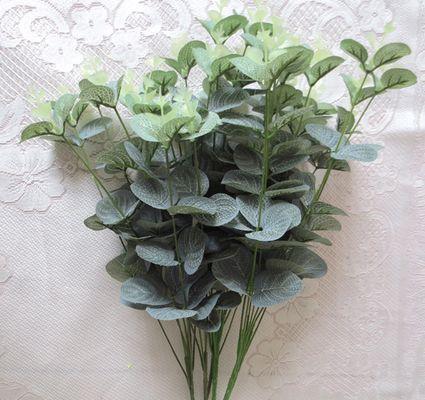 尤加利的花语是什么？了解尤加利花语背后的含义？