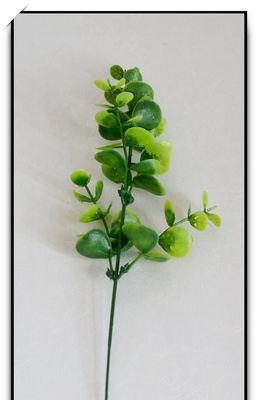 尤加利花语代表什么？如何理解尤加利的花语含义？
