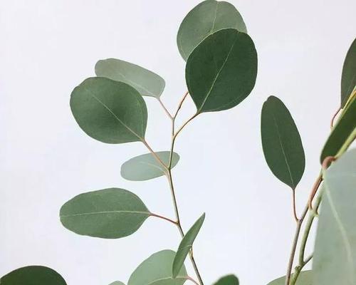 尤加利叶花语是什么？了解其象征意义和用途？